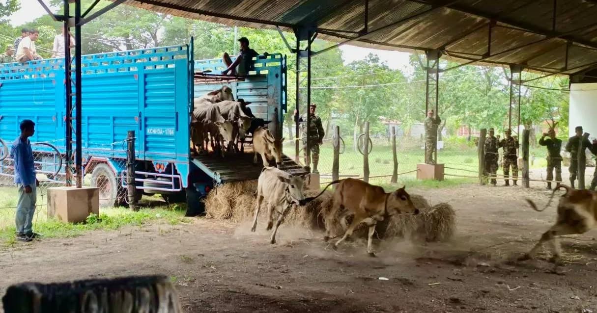 ឯកឧត្តម សាយ សំអាល់ ផ្តល់សត្វគោ៤០ក្បាលដល់អង្គភាពតំបន់ប្រតិបត្តិការសឹករងកំពង់ឆ្នាំង