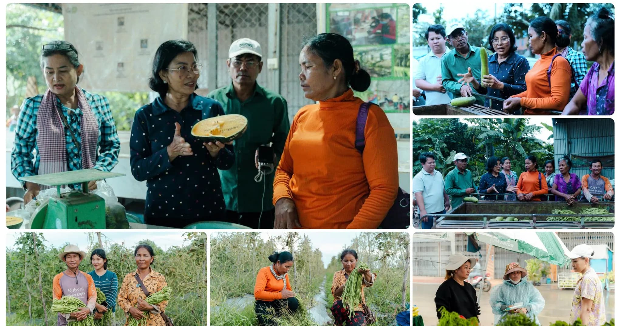 សហគមន៍បន្លែសុវត្ថិភាពភូមិល្វាជោម ជួយបង្កើនជីវភាពកសិករ និងផ្គត់ផ្គង់បន្លែសុវត្ថិភាពដល់ទីផ្សារ