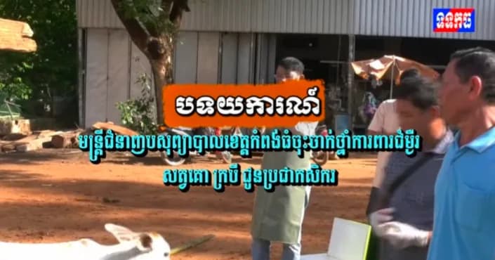 បទយការណ៍៖ មន្ត្រីជំនាញបសុព្យាបាលខេត្តកំពង់ធំចុះចាក់ថ្នាំការពារជំម្ងឺរសត្វគោ ក្របី ជូនប្រជាកសិករ