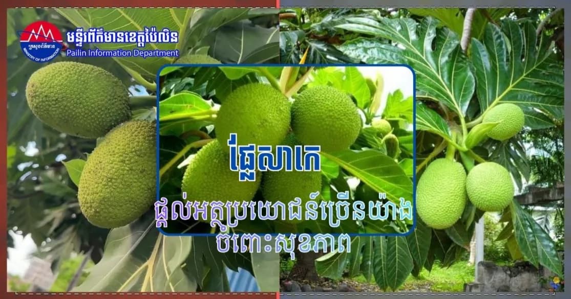 ផ្លែសាកេ ផ្ដល់អត្ថប្រយោជន៍ច្រើនយ៉ាងចំពោះសុខភាព