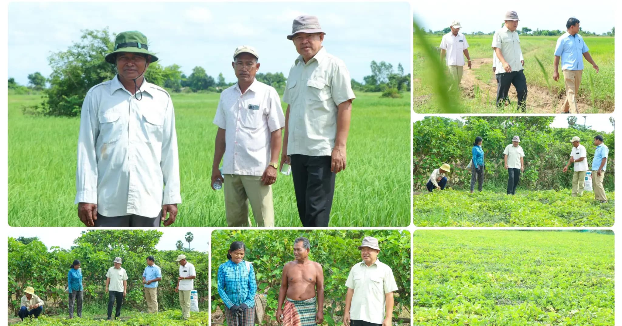 លោក ហាក់ ម៉ុងហួត ចុះពិនិត្យដំណាំត្រសក់ ស្រូវ របស់ប្រជាកសិករ នៅឃុំស្រឡៅ និងលើកទឹកចិត្តឱ្យកែប្រែដីស្រែមកដាំត្រសក់ ដើម្បីបំពេញតម្រូវការទីផ្សារ